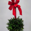 Add timeless holiday charm to your home with our fresh Boxwood Kissing