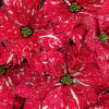 These glitter poinsettias are a beautiful gift for the holidays.  Your