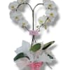 Heart Orchid