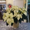 Deluxe (8&quot; pot) poinsettia. 
Wrapped in holiday gold basket with a festive