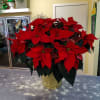 Deluxe (8&quot; pot) poinsettia.
In a basket with festive bow.
Beautiful presentation!
