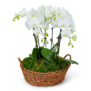 Our Serenity Orchid Plant is a captivating Phalaenopsis Orchid elegantly displayed in