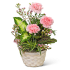 Our Pink Floral Dish Garden is the perfect choice for anyone who