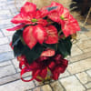 Poinsettia Plant
Bring the magic of the season into any space with this