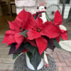 Our potted poinsettias are a customer favorite. Nestled in a white ceramic