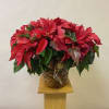 Poinsettia Plant