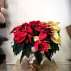 Poinsettia plant 10 inches width pot 24 INCHES TALL 20 INCHES WIDTH