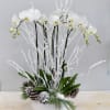 This beautiful Christmas themed orchid arrangement comes with 3 double stemmed orchids