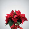 Bright and festive, this classic poinsettia comes nestled in a holiday-themed tin