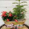A Christmas cactus and a Norfolk pine in one woven peanut basket.
