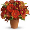 Send this pretty pot of golden fall flowers to someone special today.