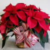 Traditional thoughtful red Poinsettia  warms the spot and brightens your day.