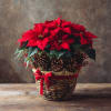 A festive showstopper for the season! This lush red poinsettia is artfully
