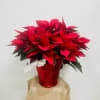 This this wonderfully beautiful poinsettia in full bloom for the holidays this
