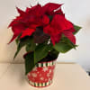 Festive Winter Poinsettia