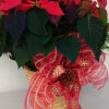 Large Red Poinsettia plant in a basket, decorated for the Holiday.