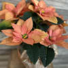 A beautiful peachy dream poinsettia, perfect for any occasion! 
(6&quot; potted in