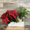 A modern rectangle white pot with a 4&quot; potted red poinsettia, Norfolk