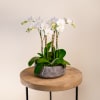This long-lasting arrangement features a 3 plants of double spiked white mini-orchids