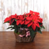 Double poinsettias plants arrive in a traditional basket dressed with ribbons and