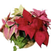 red, white, pink and  marble poinsettia