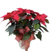 Poinsettia , wicker Basket
