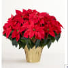 Poinsettia plants
25&quot; - 29&quot;