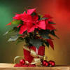 Poinsettia plant, sizes range and they are trimmed with bow, basket, pine