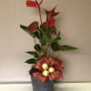 Anthurium plant in 3 colours pink, white &amp; red