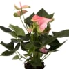 Anthuriums Symbolize Hospitality - Due to their open, heart-shape and long-lasting characteristics