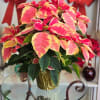 A red and white marbled poinsettia in a foil sleeve with a