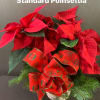 Beautiful locally grown poinsettia plant with winter greens and a bow. Exact