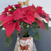 Poinsettia in white or black Cantarito 