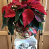Single Poinsettia plant in a basket with moss and a holiday bow
