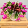 A bright blooming Christmas Cactus comes delivered in a whitewash basket decorated