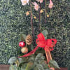 This One of One Double orchid holiday plant perfect for your favorite