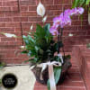 Beautiful peace lily plant and and Orchids in a basket with moss.