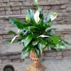 Large Peace Lily potted in a tall gold colored planter. 