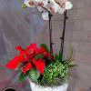 Send this lovely seasonal plant trio arrangement. Orchids, Poinsettia, and seasonal Plant