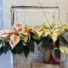 A 6&quot; wooden box holds a white, pink or red poinsettia. Accented