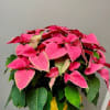 A large pink poinsettia.