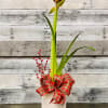 Our Seasonal Amaryllis is the perfect festive plant arrangment to cheer up