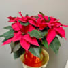 The classic red poinsettia, a gift that lasts long after the holiday