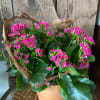 Lovely Bright Kalanchoe. Sure to Brighten Anyone's Home or Office. *Color and