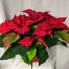 Poinsettias are a staple during the Christmas season! 
Give as a gift