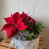 Poinsettia and ivy in a cute birch container topped with birch twigs