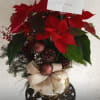 Red poinsettias mixed with pinecones and ornaments, finished with a soft ribbon.
