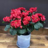 A stunning combination of elegance and festive cheer: a gorgeous 8" red