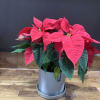 A stunning combination of elegance and festive cheer: a gorgeous 8" red