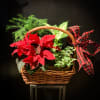 A basket brimming with holiday cheer in the form of living plants!